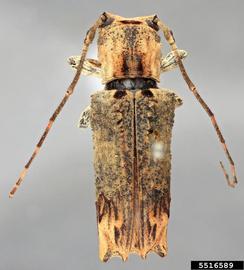  Ecthoea quadricornis ; © E.H. Nearns